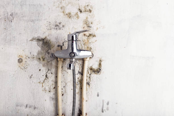 Best Black Mold Removal  in New Madrid, MO