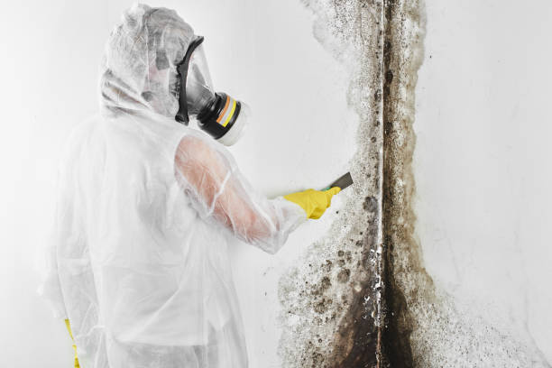 Best Toxic Mold Removal  in New Madrid, MO