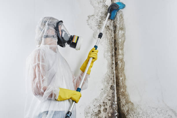 Best Mold Testing  in New Madrid, MO