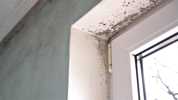 Best Certified Mold Removal  in New Madrid, MO