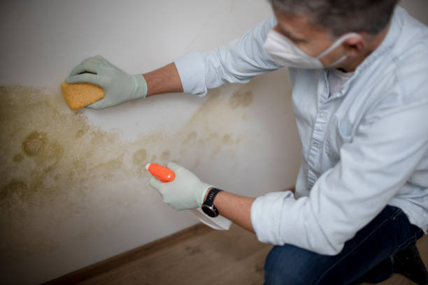 Best Professional Mold Removal  in New Madrid, MO