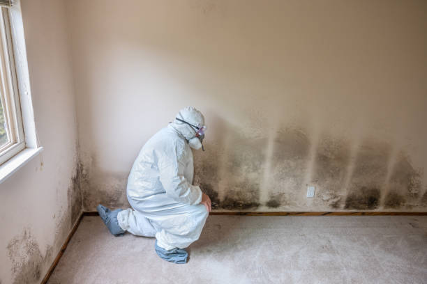Best Emergency Mold Removal  in New Madrid, MO