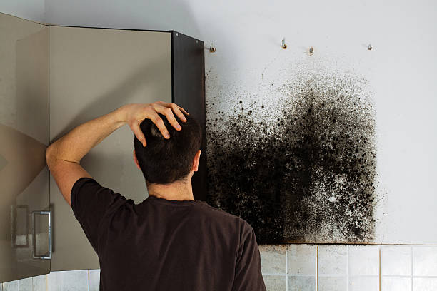 Best Mold Remediation  in New Madrid, MO