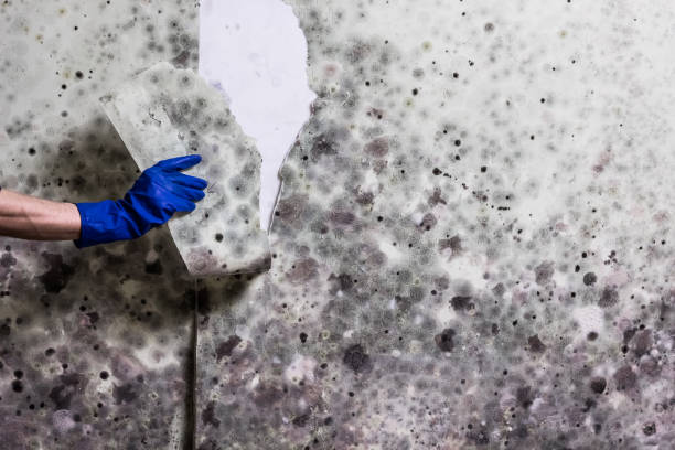 Best Mold Cleaning Services  in New Madrid, MO