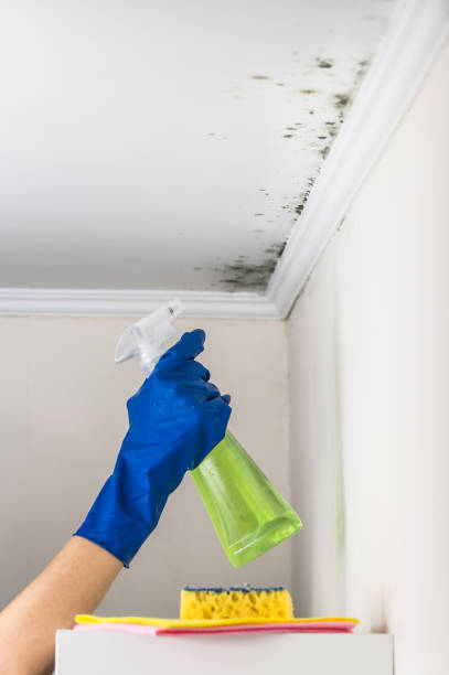 Professional Mold Removal in New Madrid, MO