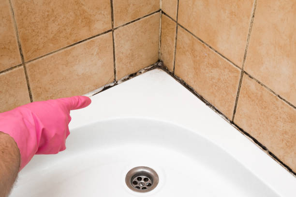 Best Attic Mold Removal  in New Madrid, MO